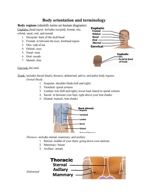 Human anatomy physiology lab manual review sheet answers. - Henri barbusse, son oeuvre, étude critique.