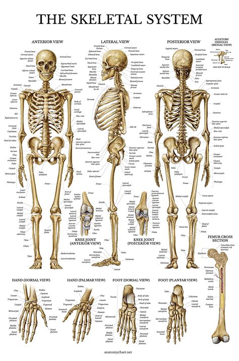 6.1: Introduction. The human skeleton is the internal framework of the body. It is composed of 270 bones at birth and decreases to 206 bones by adulthood after some bones have fused together. The human skeleton serves six major functions: support, movement, protection, production of blood cells, storage of ions, and endocrine regulation..