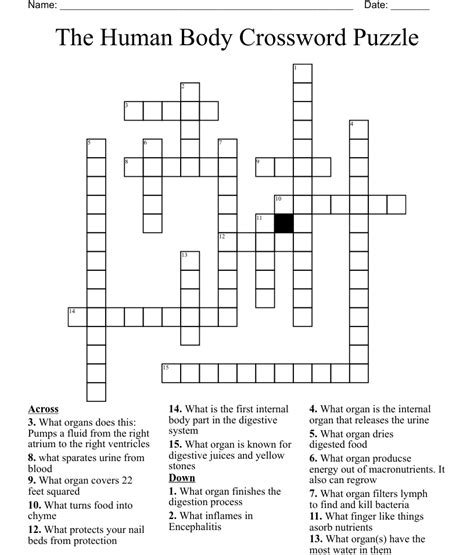 Human body crossword puzzle. The Human Body crossword puzzle printable. Download, print and start playing. You can add your own words to customize or start creating from scratch. Recommended: Check out this Advance Crossmaker Maker to create commercial use printable puzzles. Nose: This is in the middle of your face Ears: You need these to listen Toes: You have five of ... 