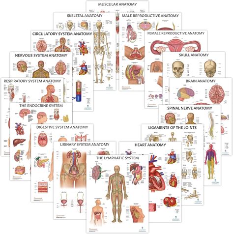 Human body poster printable.  Please see my disclosure for more information...