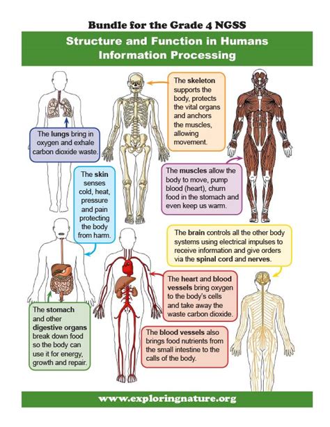 Human body structure and function