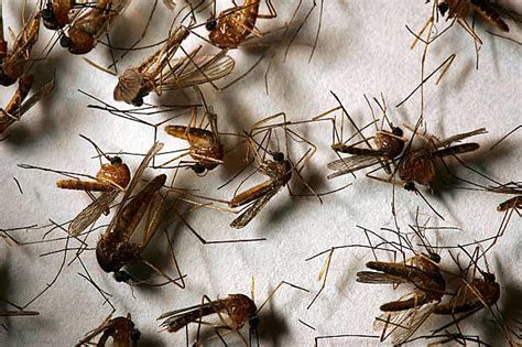 Human case of West Nile virus confirmed in Larimer County