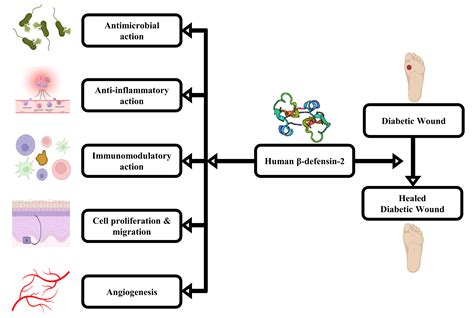 Human defensins - PubMed