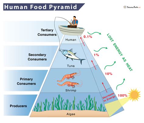Human food