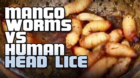 Mango worms, scientifically known as Cordylobia anthropophagy, are a type of skin-dwelling parasitic fly larvae that predominantly affect mammals, including …. 