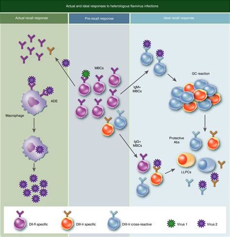 Human memory B cells - PubMed