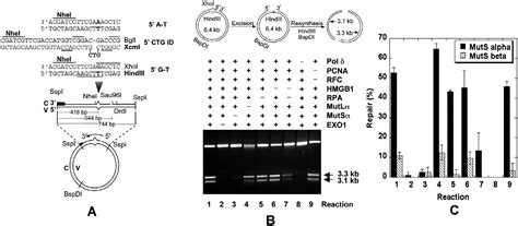 Human mismatch repair: reconstitution of a nick-directed …