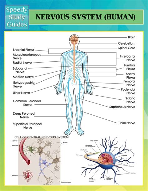 Human nervous system speedy study guides. - Ge quiet power 1 dishwasher owners manual.