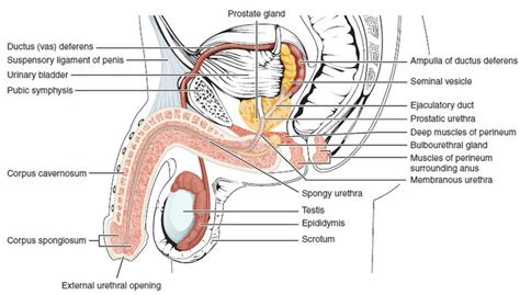 Human penis Wikipedia.