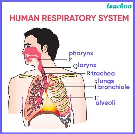 Human respiratory system class 10