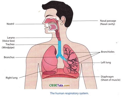 Human respiratory system diagram class 7