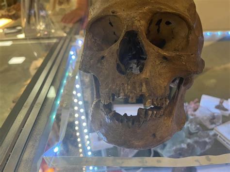 Human skull found for sale in Florida thrift store's Halloween section