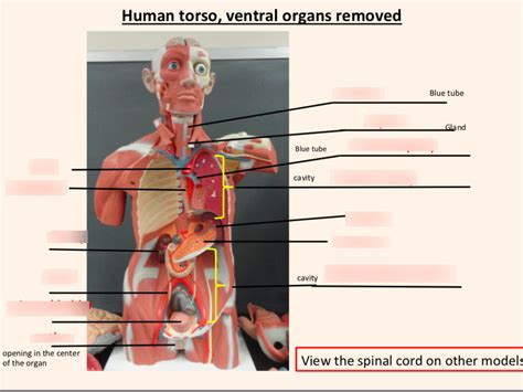 Human torso model labeled quiz. 