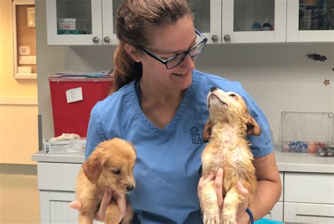 Humane society broward county. Teen Animal Care Volunteer Program. We offer an on-site 3-month program for teens ages 14 to 17 and attending high school. Registration for 2024 opens on November 17, 2023 at approximately 3:00pm, and will remain open until all spots are full. Make sure you’re on our website then to secure your spot in one of our six sessions. 