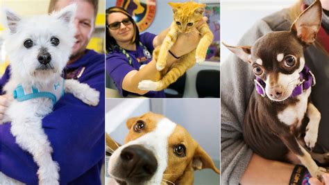 Humane society fort myers. Gulf Coast Humane Society, Fort Myers, Florida. 30,003 likes · 744 talking about this · 12,726 were here. Since 1947, GCHS-SW Florida's first non-profit no-kill shelter-has rescued, cared for, and... 