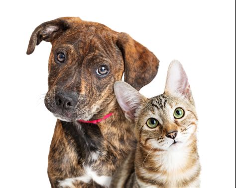 Humane society missouri. Things To Know About Humane society missouri. 