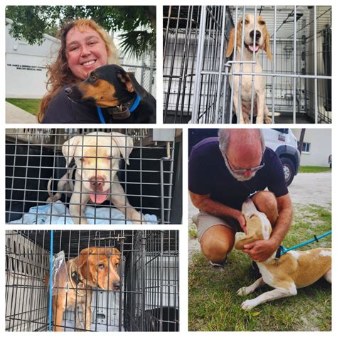 Humane society of sarasota county. UPDATE: Earlier this week, we thought that after 495 days, HSSC's longest resident had found his forever family! Winter was so excited to get out of here, he headed right for the door! 