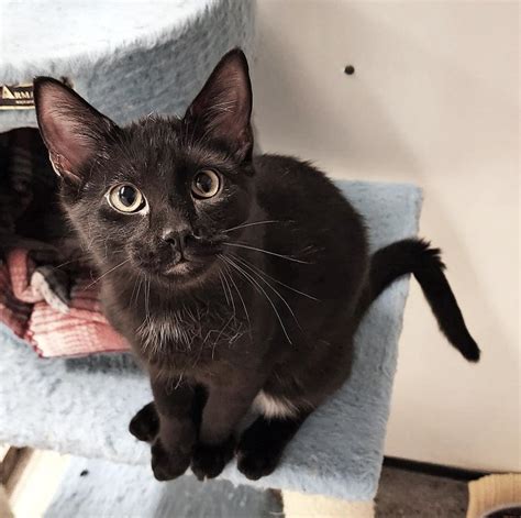 Adoptable Senior Animals at Glacial Lakes Humane Society in Watertown, South Dakota. We help homeless and unwanted animals until they can find a new home. (605) 882-2247 | Email Us | . 