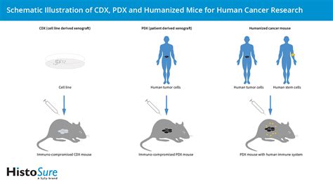 Humanized Mouse and Rat PDX Cancer Models SpringerLink