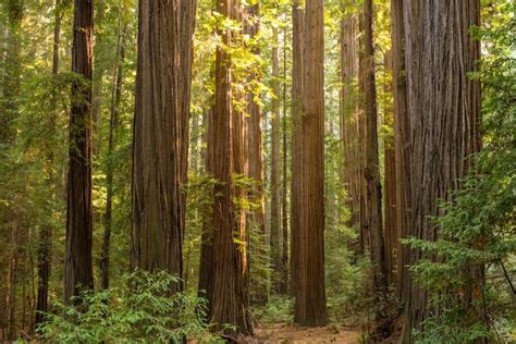 Humboldt California Redwoods Visit Ferndale — Ferndale CA