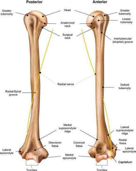 Humeral shaft fractures: a practical guide to assessment