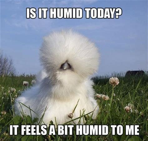 Humid memes. Why do they bother with Heat Index numbers. Give it to us in Real Word Feel. Or Real Too Hot Meme Feel. We’ve found the best way to beat the heat is to find ways to avoid talking about the heat. Gaming is a popular option these days. But it’s no fun when the weather starts to affect your game play. It’s bad enough with all the lag. 