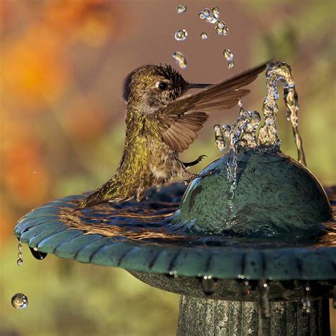 Apr 6, 2022 ... ... water in our hummingbird feeders. Although many hummingbird fanciers are convinced that heavy rainfall can dilute the concentration of sugar ....