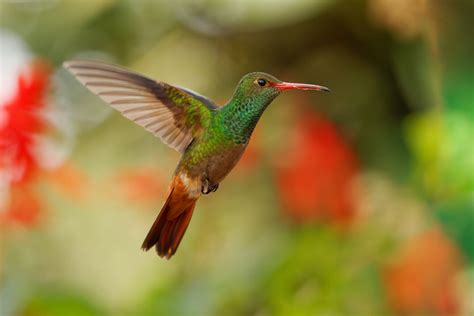Read Hummingbird