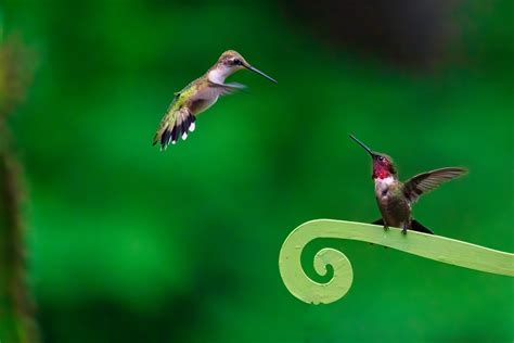 Hummingbird Mating. Some astonishing facts.