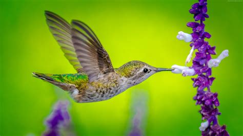 Hummingbird Photos and Premium High Res …