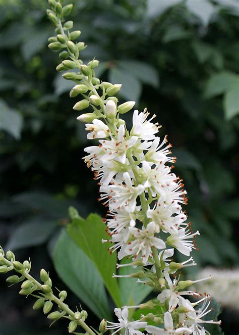 Hummingbird Summersweet - 4" pot - Clethra …