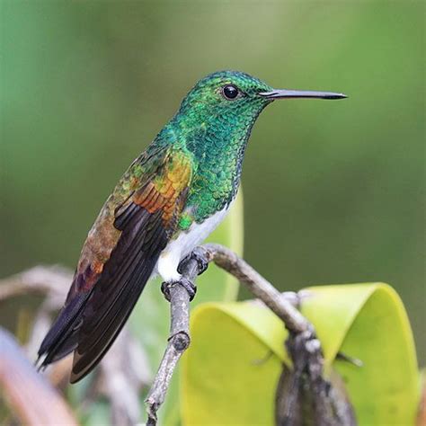 Hummingbird as a pet Parrot World