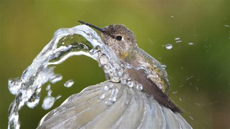 Hummingbird water. A hummingbird water fountain is a man-made water feature designed to provide drinking and bathing water specifically for hummingbirds. Hummingbirds have unique anatomy that requires them to drink nectar and water very frequently throughout the day. The narrow, curved shape of their beaks allows them to reach into trumpet-shaped … 