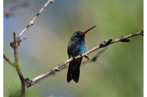 Hummingbirds’ rainbow colors come from pancake-shaped structures …