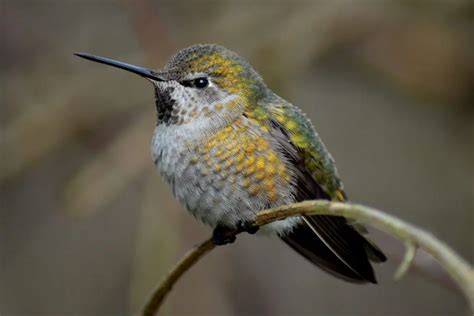 Hummingbirds In Alberta – Picture And ID Guide - Bird Advisors