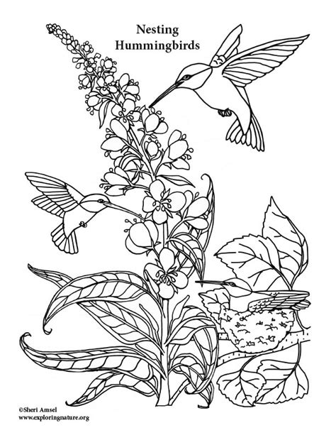 Hummingbirds Nesting and Feeding Coloring Page
