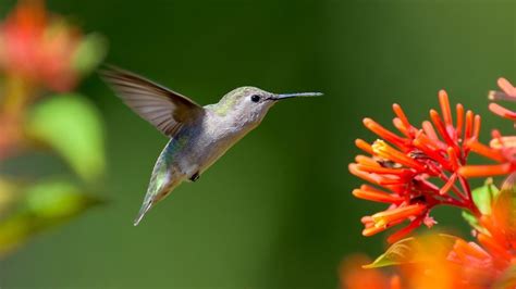 Hummingbirds Zone9 #tnog #gardening #springflowers …