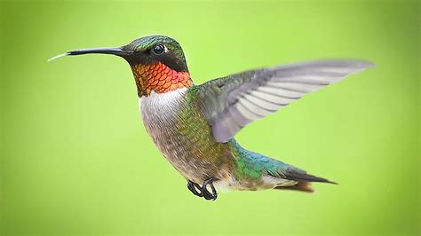 Hummingbirds are headed back to the Midwest