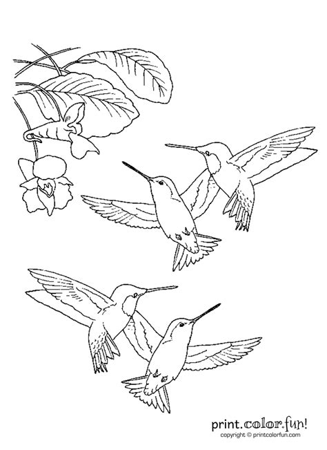 Hummingbirds coloring page Print. Color. Fun!