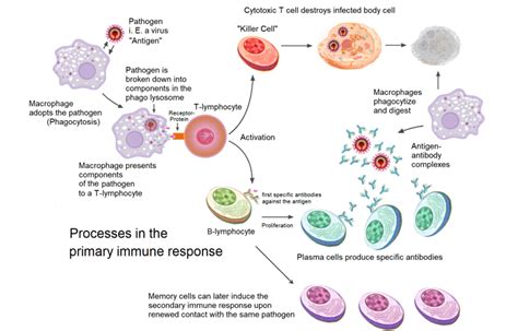 Humoral immune response plasma cells.  Immunomodulating drugs (IMDs) Variou...