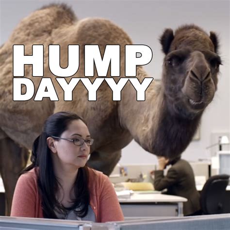 Hump day camel. Things To Know About Hump day camel. 
