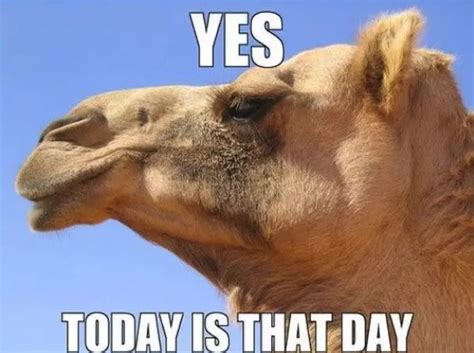 Hump day jokes of the day. Jan 17, 2024 · The Random Vibez. Nothing messes up your Friday more than realizing it's only Wednesday, but keep your chin up! There are only two more days until you can get out of bed whenever you want to — or not at all. (We won't judge.) Here are 39 funny Wednesday memes to help you power through hump day and finish out the work week strong. Enjoy! 