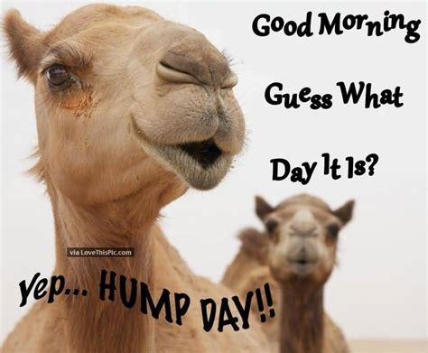 6. "Hump day: the day that reminds us we're almost there!" 7. "Wednesday: the day when even the coffee needs coffee." 8. "Hump day: the bridge between the beginning and the end of the week." 9. "Just keep pushing through, hump day is just a bump in the road." 10. "Hump day: the day to conquer with a smile and a positive attitude." Above is Hump .... 