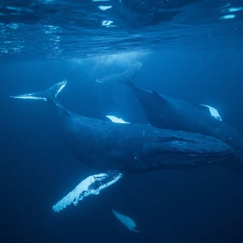 Humpback Whale