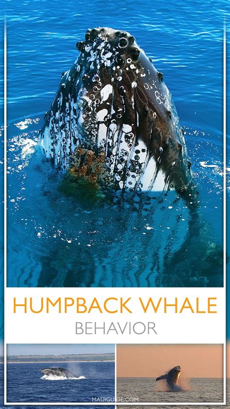 Humpback Whale Behavior Guide - Na Pali