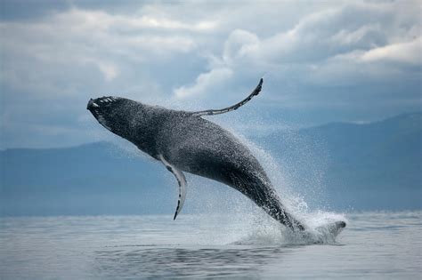 Humpback whales breaching. Things To Know About Humpback whales breaching. 