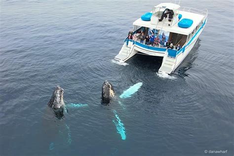 Humpback whales put on dazzling show for Dana Point watching tour