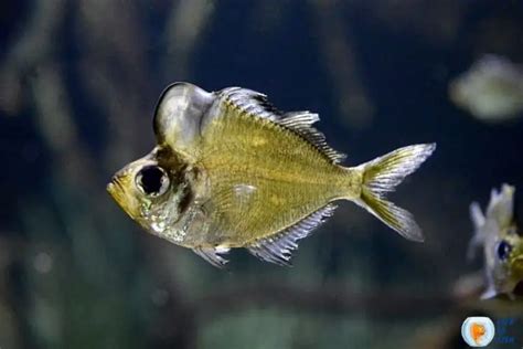 Humphead Glassfish (Parambassis Pulcinella) 15 …