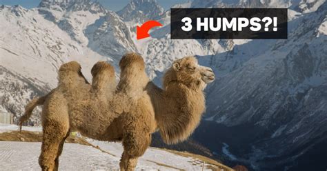 Humpty Back Camel.....and no chimpanzees "M" PEARL Flickr