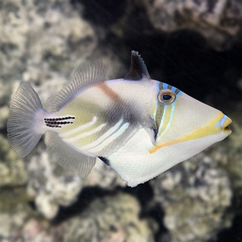 Humu Picasso Triggerfish: Saltwater Aquarium Fish for